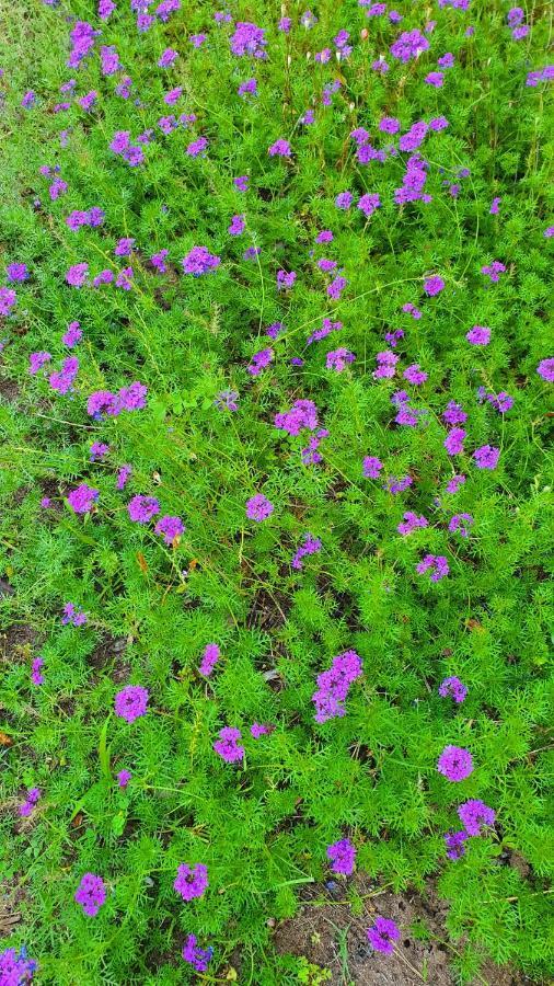 شقة Flora Pansiyon Cirali كمر المظهر الخارجي الصورة