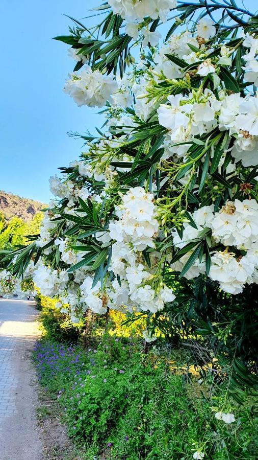 شقة Flora Pansiyon Cirali كمر المظهر الخارجي الصورة