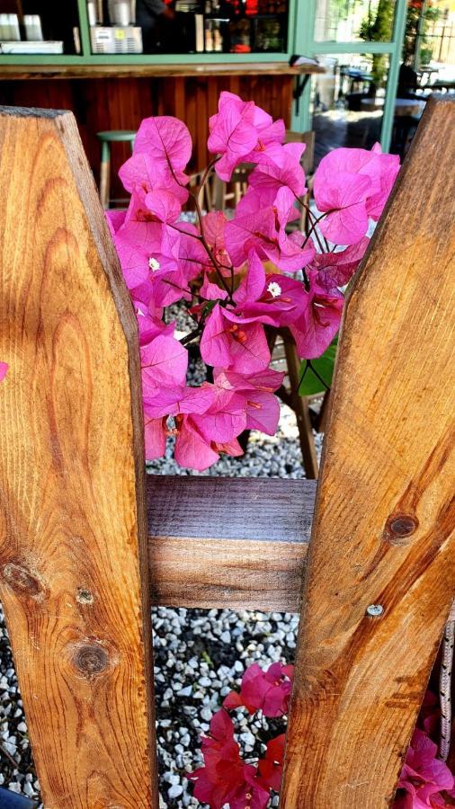 شقة Flora Pansiyon Cirali كمر المظهر الخارجي الصورة