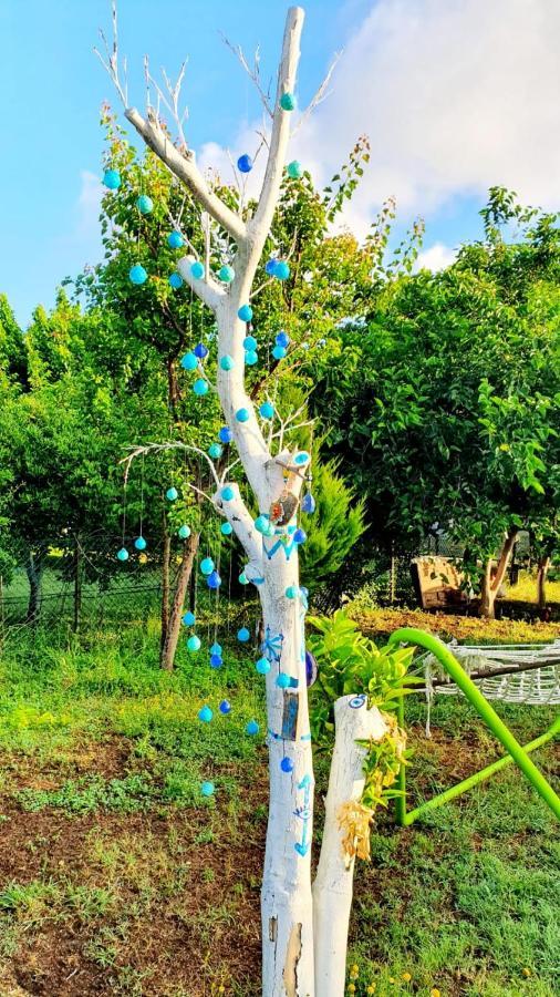 شقة Flora Pansiyon Cirali كمر المظهر الخارجي الصورة